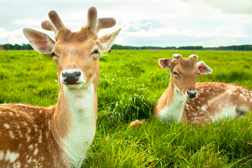 Phoenix Park.jpg